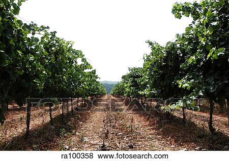 Vine field View Large Photo Image Stock Photo - Vine field. Fotosearch