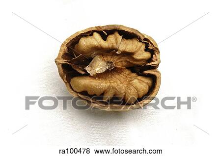 Stock Photo - Wallnut. Fotosearch