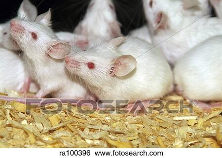 Stock Photograph - White mice. Fotosearch