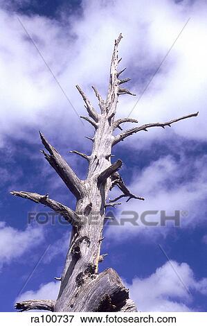 Withered tree View Large Photo Image Stock Photo - Withered tree. Fotosearch