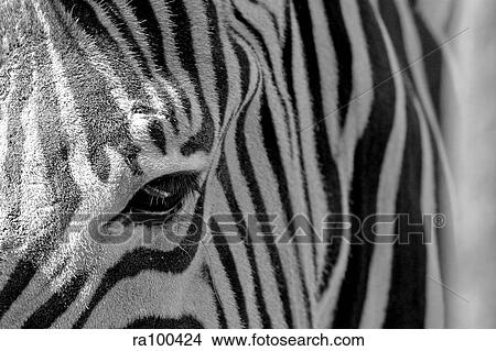Zebra close up View Large Photo Image Picture - Zebra close up. Fotosearch