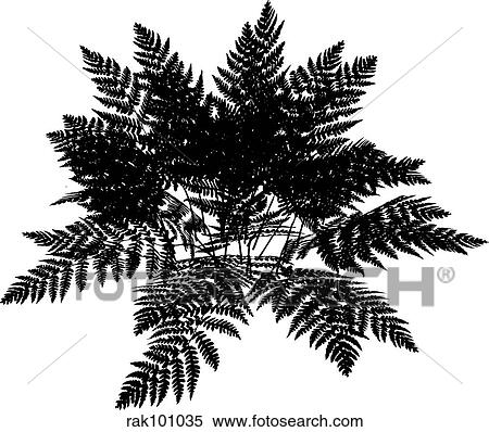 Stock Illustration - Fern. Fotosearch