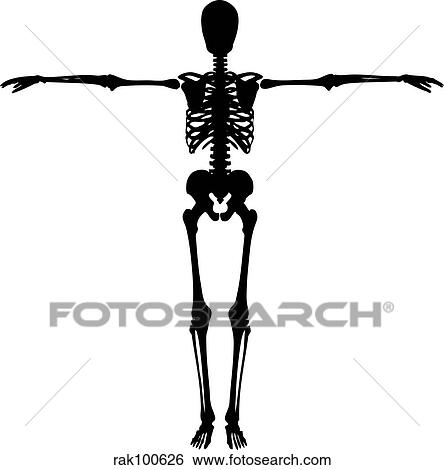 skeleton View Large Illustration Stock Illustration - skeleton. Fotosearch