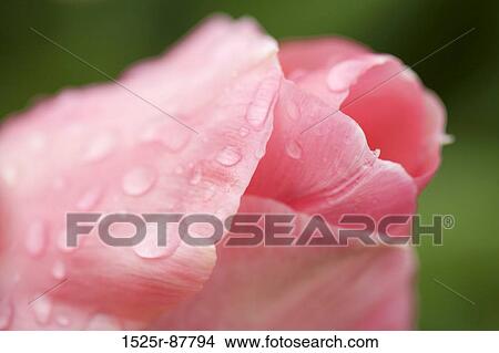 View Large Photo Image Picture - . Fotosearch