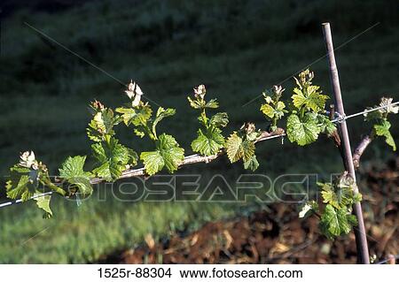 View Large Photo Image Picture - . Fotosearch