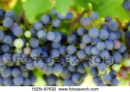 View Large Photo Image Stock Image - . Fotosearch