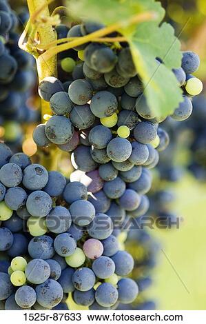 View Large Photo Image Stock Image - . Fotosearch