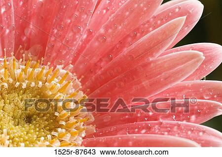 View Large Photo Image Stock Image - . Fotosearch