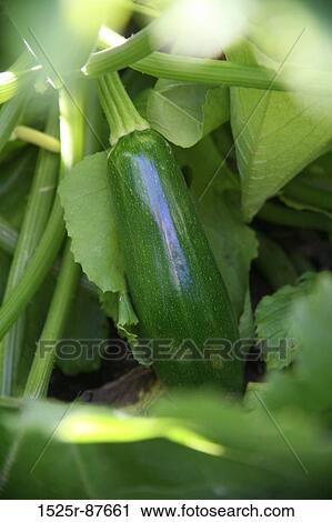 View Large Photo Image Stock Image - . Fotosearch