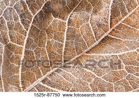 View Large Photo Image Stock Image - . Fotosearch