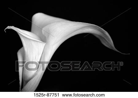View Large Photo Image Stock Image - . Fotosearch