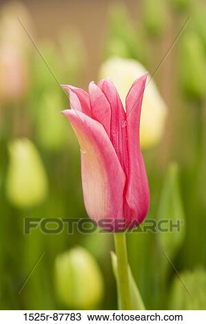 View Large Photo Image Stock Image - . Fotosearch