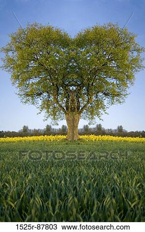 View Large Photo Image Stock Image - . Fotosearch
