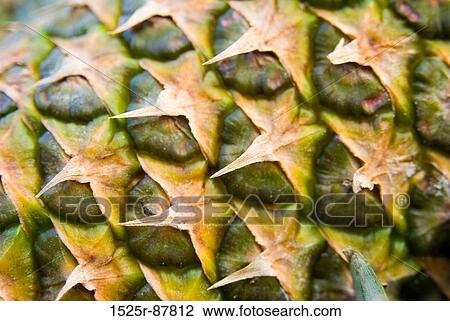 View Large Photo Image Stock Image - . Fotosearch