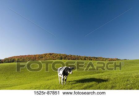 View Large Photo Image Stock Image - . Fotosearch