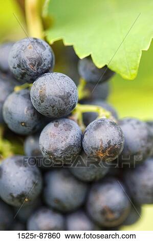 Stock Image -  . Fotosearch