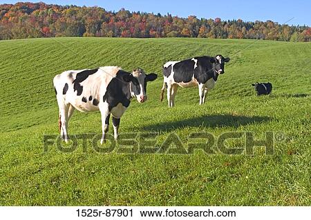 View Large Photo Image Stock Image - . Fotosearch