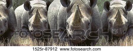Stock Image -  . Fotosearch