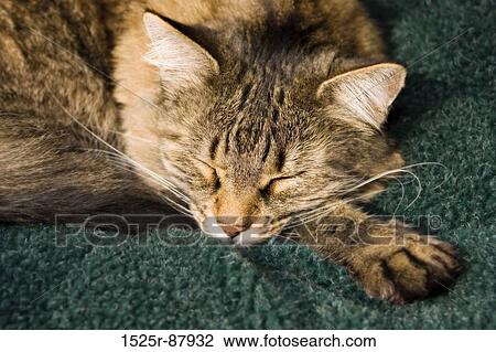 Stock Image -  . Fotosearch
