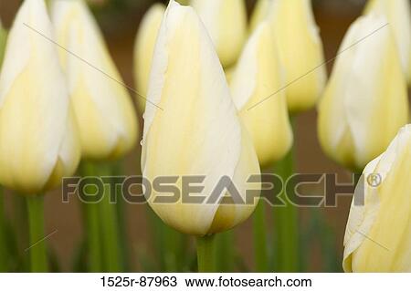 View Large Photo Image Stock Image - . Fotosearch