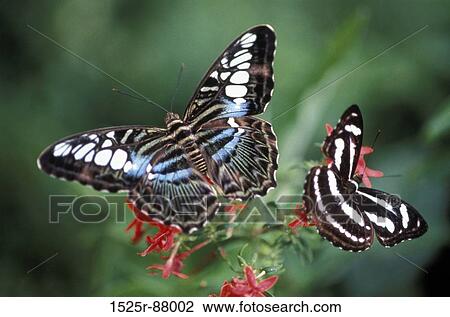 View Large Photo Image Stock Image - . Fotosearch