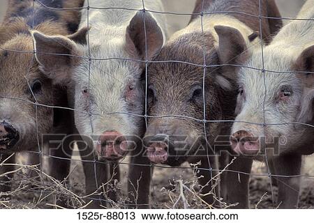 Stock Image -  . Fotosearch