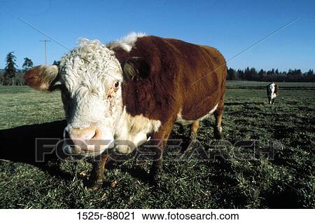 View Large Photo Image Stock Image - . Fotosearch