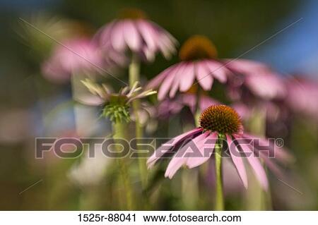 View Large Photo Image Stock Image - . Fotosearch