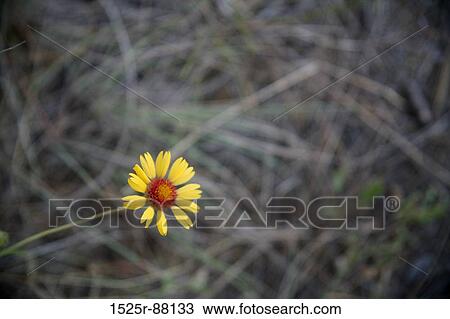 View Large Photo Image Stock Image - . Fotosearch