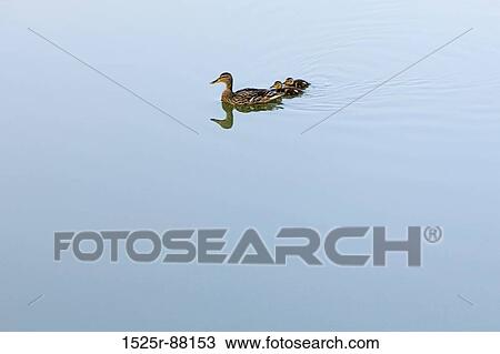 View Large Photo Image Stock Image - . Fotosearch