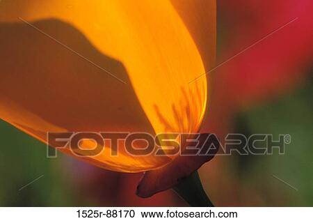View Large Photo Image Stock Image - . Fotosearch
