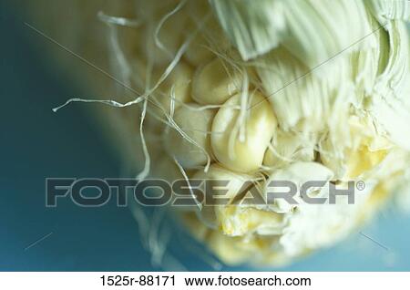 View Large Photo Image Stock Image - . Fotosearch