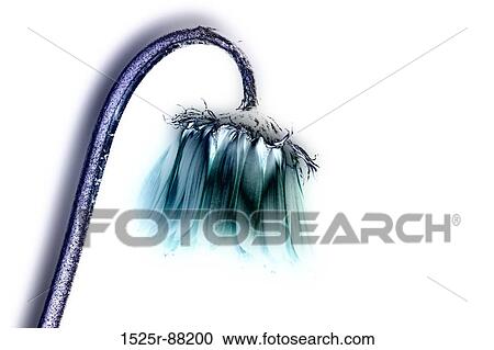 View Large Photo Image Stock Image - . Fotosearch