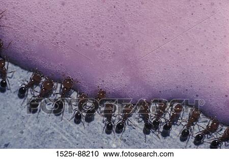 Stock Image -  . Fotosearch