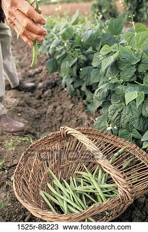 View Large Photo Image Stock Image - . Fotosearch