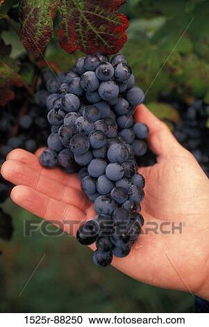 View Large Photo Image Stock Image - . Fotosearch