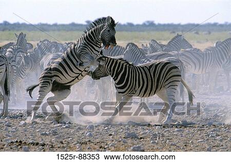 Stock Image -  . Fotosearch