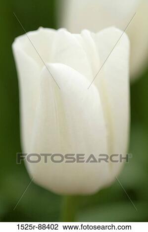 View Large Photo Image Stock Image - . Fotosearch