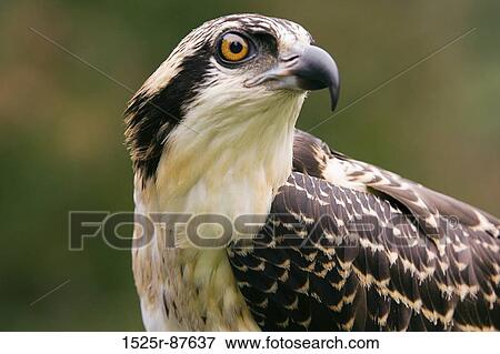 Stock Photo -  . Fotosearch