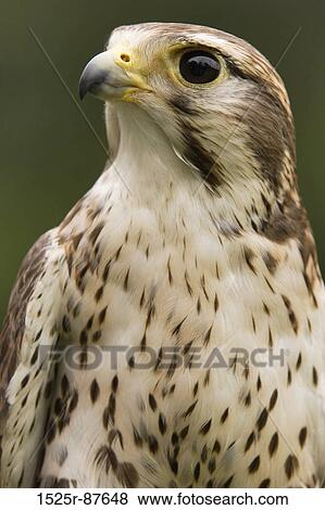 Stock Photo -  . Fotosearch