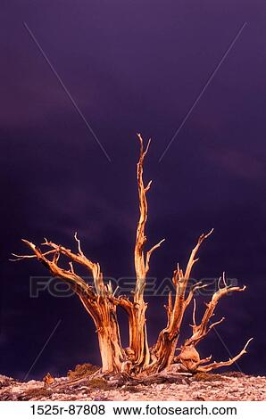 Stock Photo -  . Fotosearch