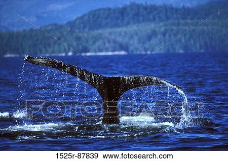 View Large Photo Image Stock Photo - . Fotosearch