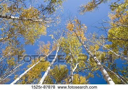 View Large Photo Image Stock Photo - . Fotosearch