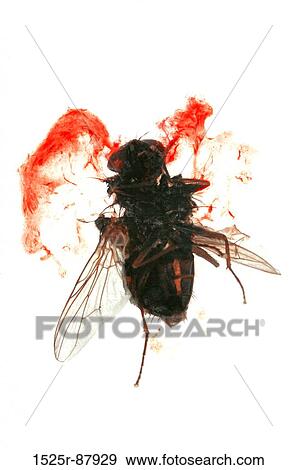 View Large Photo Image Stock Photo - . Fotosearch