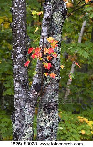 View Large Photo Image Stock Photo - . Fotosearch