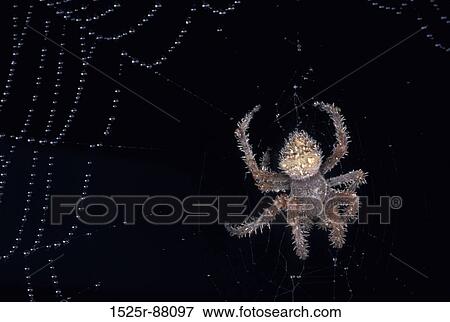 View Large Photo Image Stock Photo - . Fotosearch