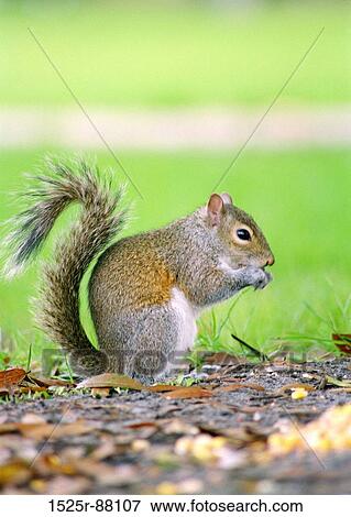 Stock Photo -  . Fotosearch