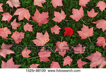 Stock Photo -  . Fotosearch