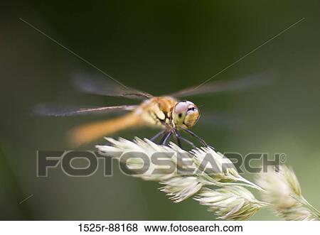 View Large Photo Image Stock Photo - . Fotosearch