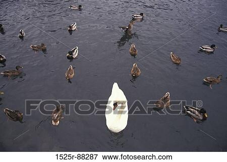 View Large Photo Image Stock Photo - . Fotosearch